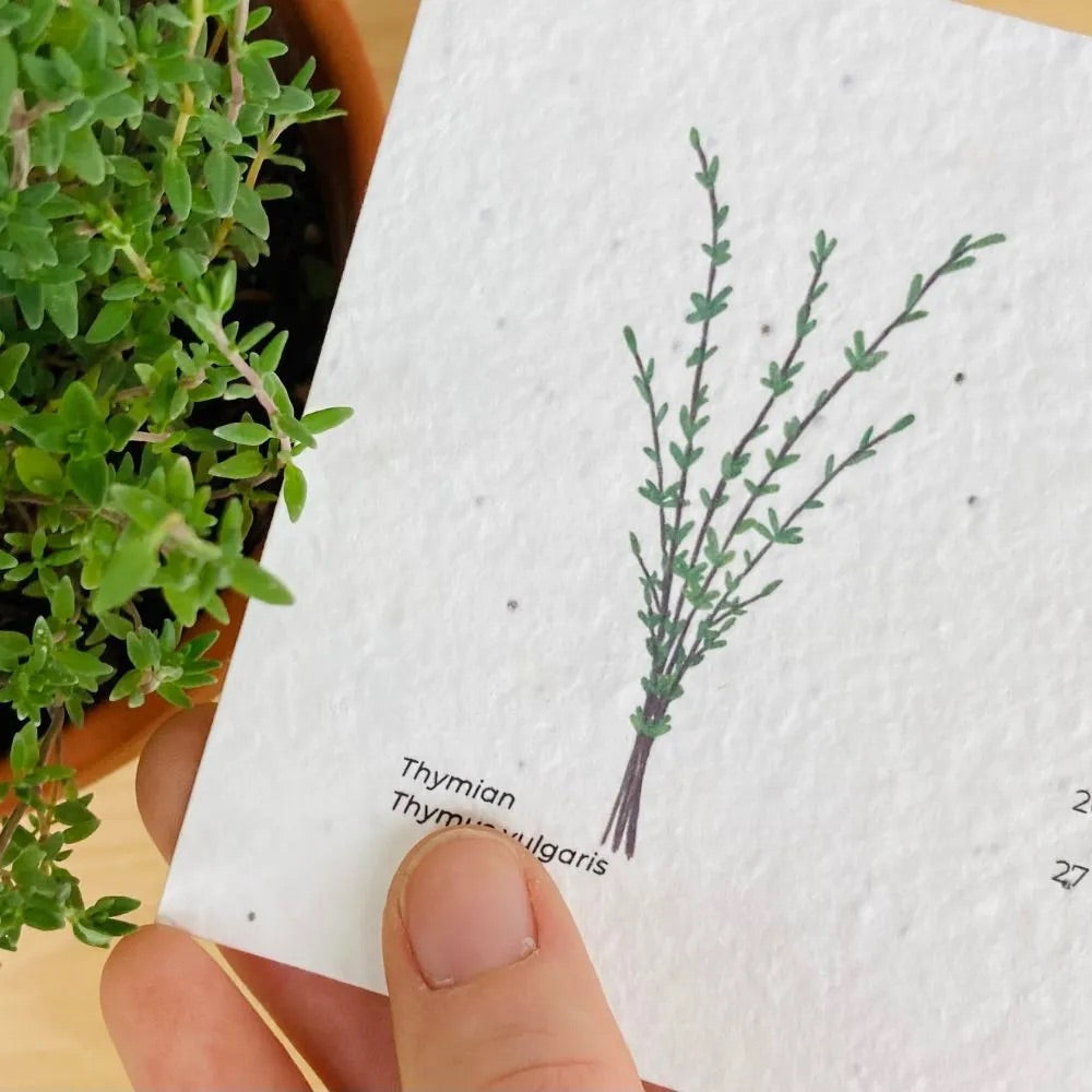 Einpflanzbarer Tischkalender Kräuter und Blumen von Blühwerk Papeterie