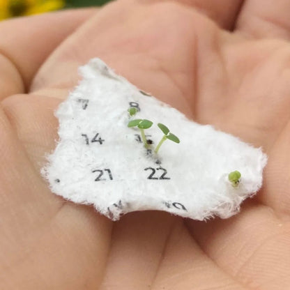 Einpflanzbarer Tischkalender Kräuter und Blumen von Blühwerk Papeterie